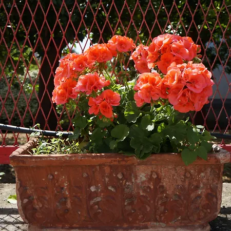 Maison Susy 4* サンタニェッロ