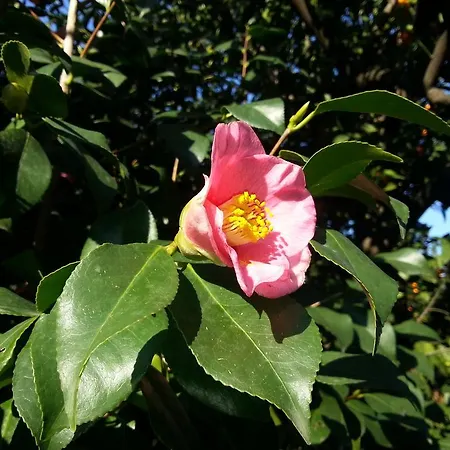 Maison Susy Sant'Agnello